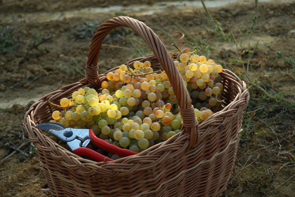 B&B Il Poggio Di Gavi Eksteriør bilde